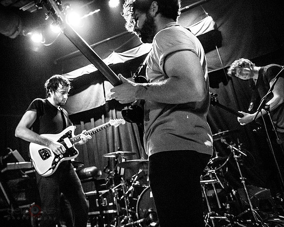 Foals